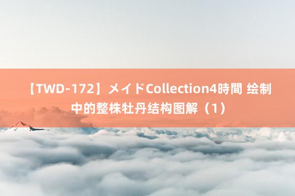 【TWD-172】メイドCollection4時間 绘制中的整株牡丹结构图解（1）